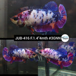 H Live Female Betta Violet Candy dot Plakat (JUB-416) What you see What you get!