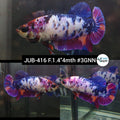 H Live Female Betta Violet Candy dot Plakat (JUB-416) What you see What you get!
