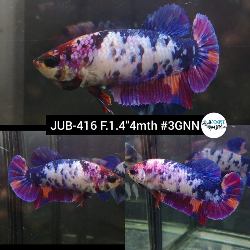 H Live Female Betta Violet Candy dot Plakat (JUB-416) What you see What you get!