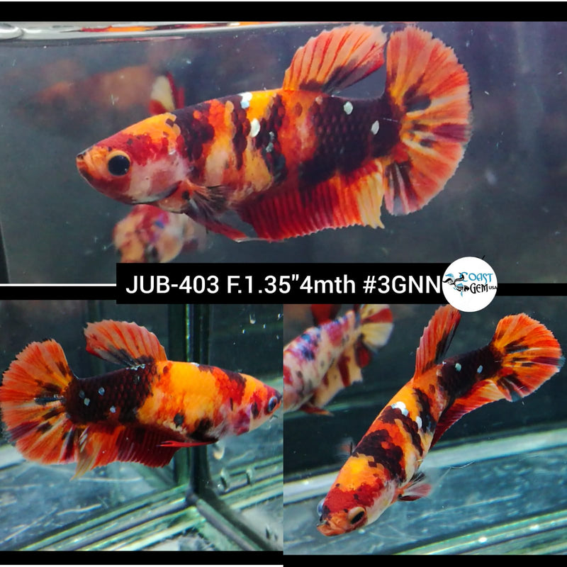 Live Female Betta Classic Nemo Koi (JUB-403) What you see What you get!