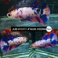 Live Female Betta Fancy marble Plakat (JUB-413) What you see What you get!