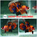H Live Male Betta Classic Nemo Koi Plakat (NAW-137) What you see What you get!
