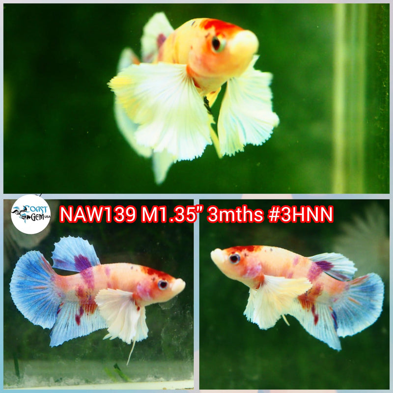 H Live Male Betta Dumbo Big Ear Fancy Koi Plakat S116 (NAW-139) What you see What you get!