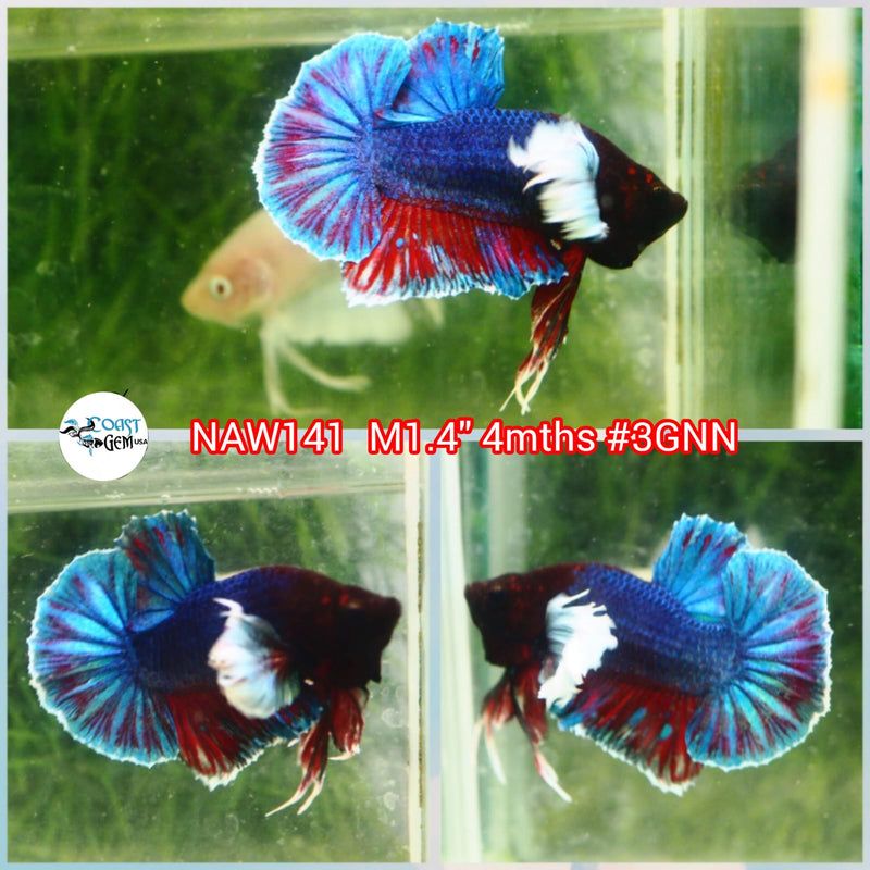 H Live Male Betta Dumbo Big Ear Blue Fancy Plakat (NAW-141) What you see What you get!