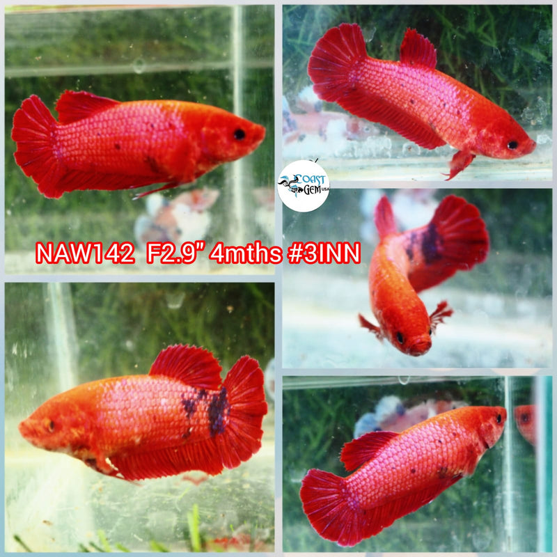 H Live Female Betta Giant Red Fancy Plakat (NAW-142) What you see What you get!