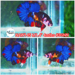 H Live Male Betta Fancy Galaxy Koi Plakat (NAW-145) What you see What you get!