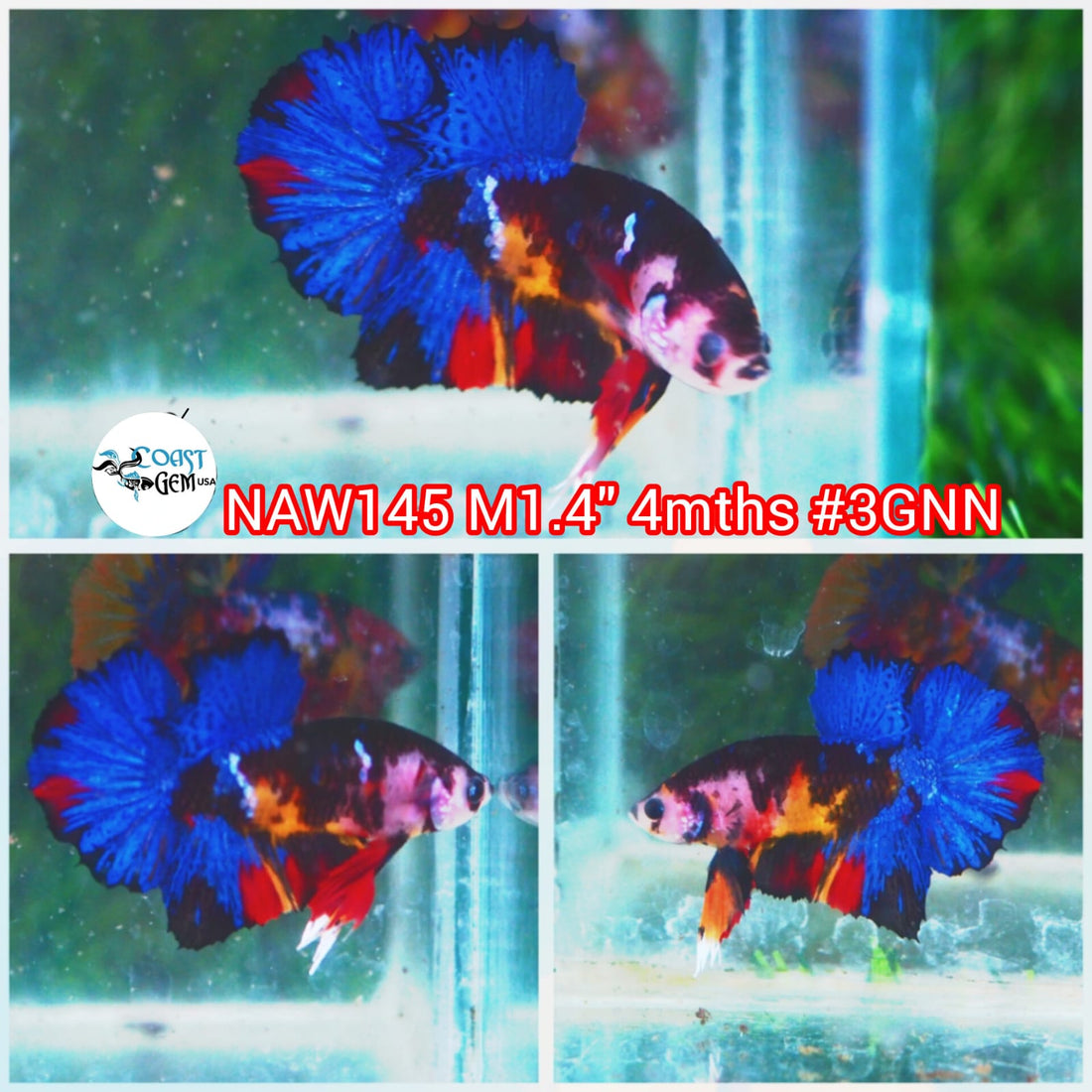 H Live Male Betta Fancy Galaxy Koi Plakat (NAW-145) What you see What you get!