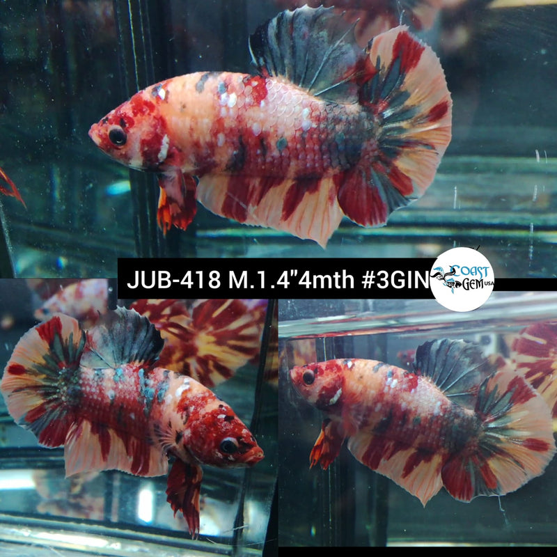 Live Male Betta Copper Nemo Koi Plakat (JUB-418) What you see What you get!