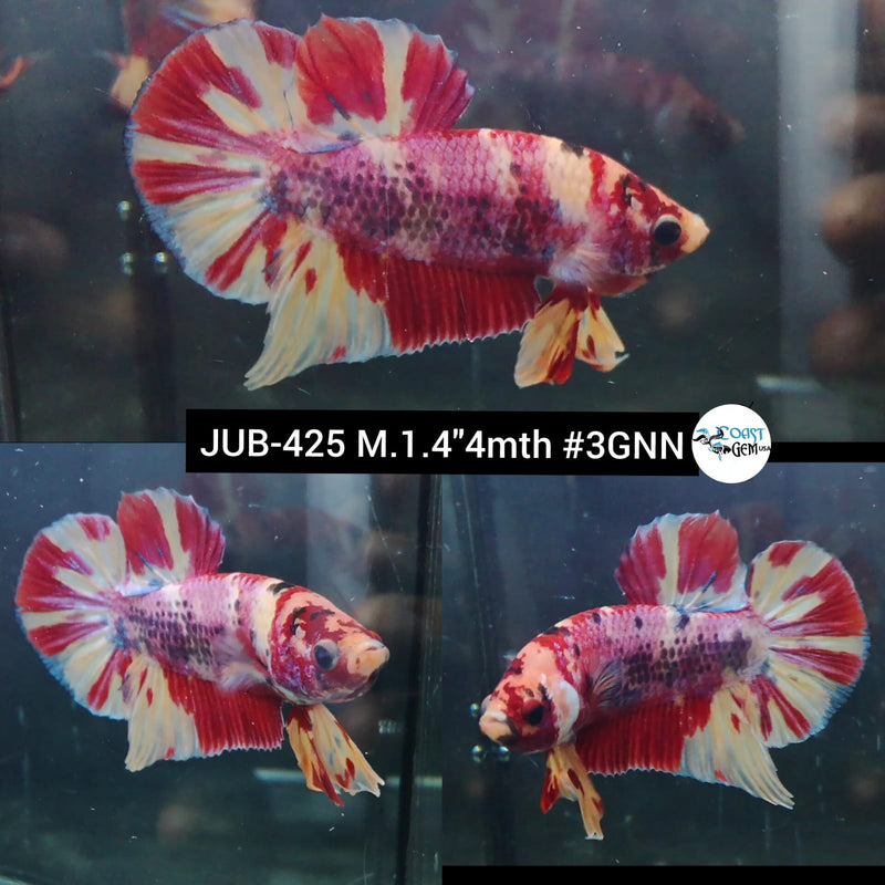 Live Male Betta Nemo Metallic Plakat (JUB-425) What you see What you get!