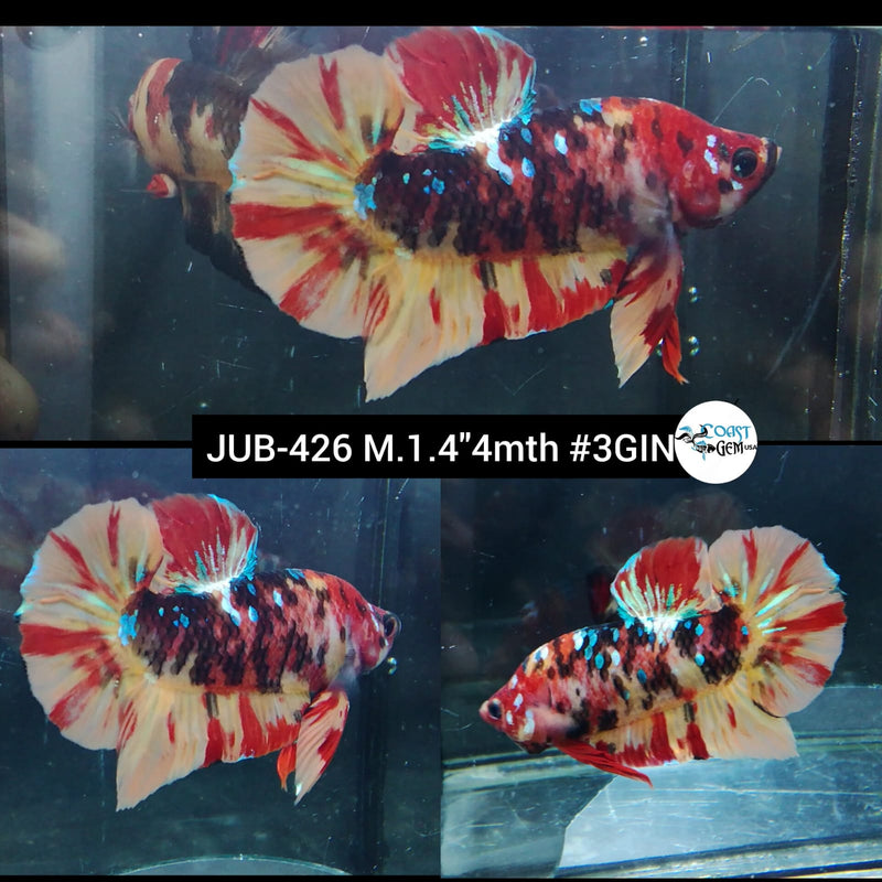 Live Male Betta Galaxy Nemo Plakat (JUB-426) What you see What you get!
