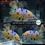 H Live Male Betta Giant Fancy Yellow Koi Plakat (JUB-429) What you see What you get!