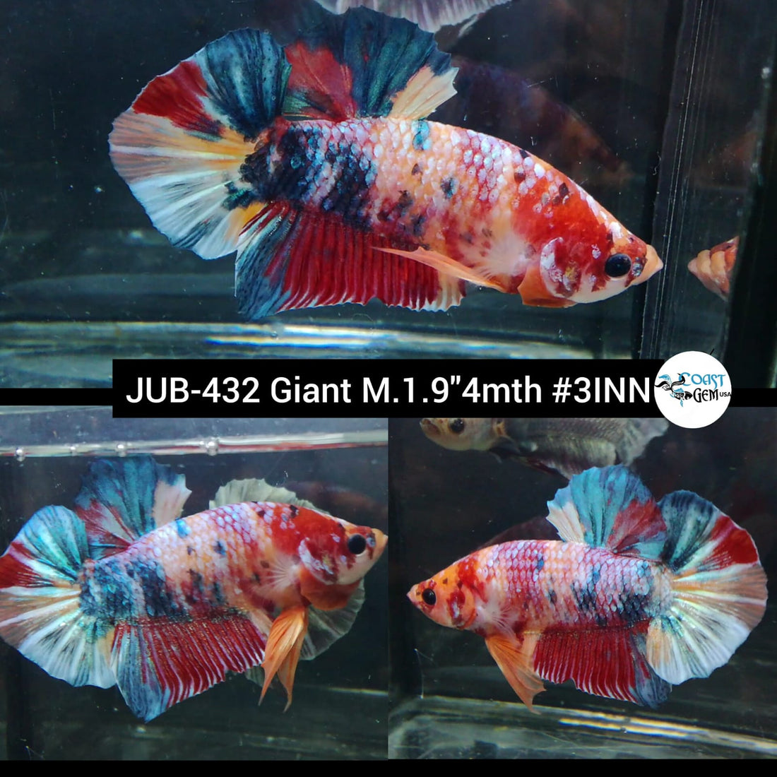Live Male Betta Giant Candy multi-colors Plakat (JUB-432) What you see What you get!