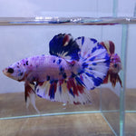 Fancy Marble Male Betta Plakat Our Choice (CBM-1116)