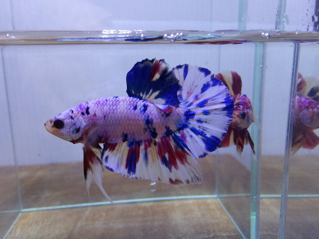 Fancy Marble Male Betta Plakat Our Choice (CBM-1116)