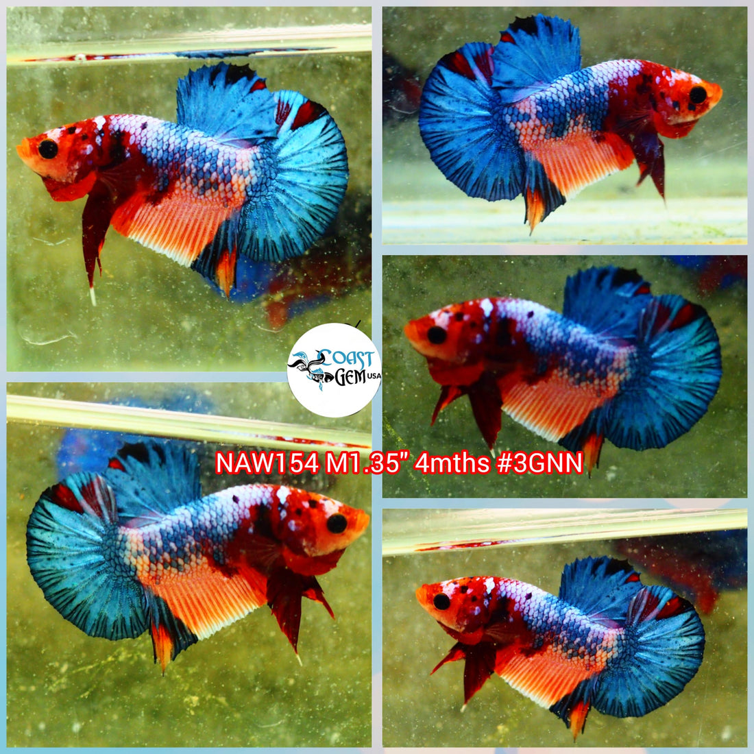 H Live Male Betta Fancy marble Plakat (NAW-154) what you see what you get!