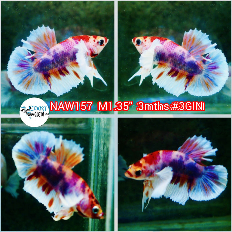 H Live Male Betta Candy Dumbo Big ear Plakat S118 (NAW-157) what you see what you get!