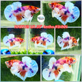 H Live Male Betta Candy Dumbo Big ear Plakat (NAW-169) High quality what you see what you get!