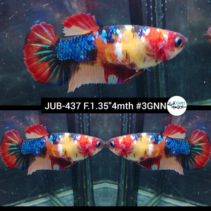 H Live Female Betta Galaxy Nemo Plakat (JUB-437) High quality what you see what you get!