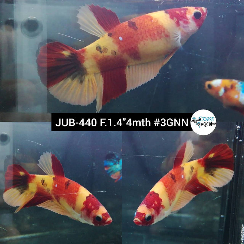 H Live Female Betta Classic Nemo Yellow base Plakat (JUB-440) High quality what you see what you get!
