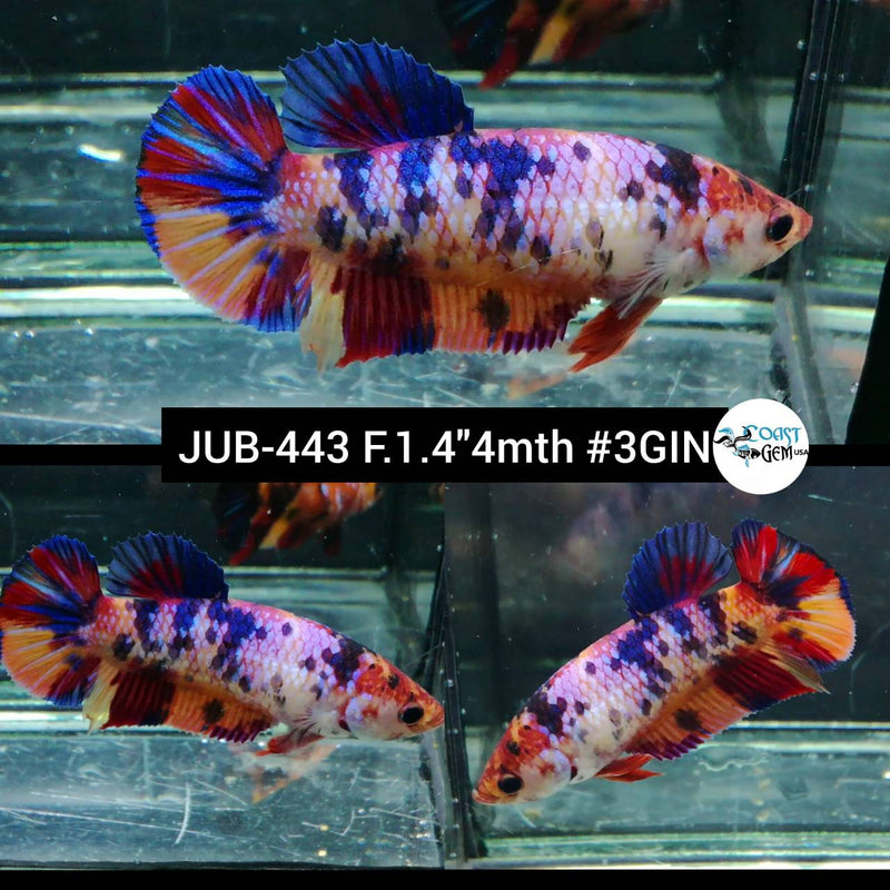 H Live Female Betta Candy multi colors Plakat (JUB-443) High quality what you see what you get!