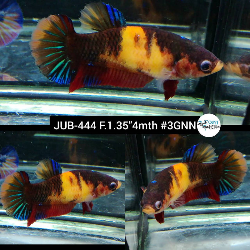 Live Female Betta Classic Nemo Yellow base Plakat (JUB-444) High quality what you see what you get!