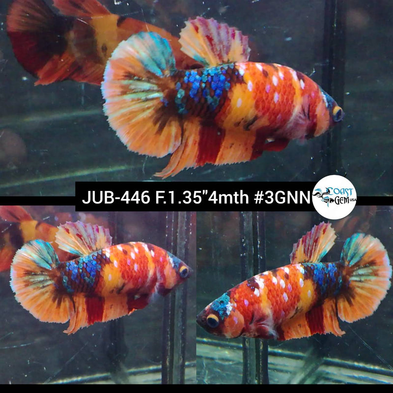 H Live Female Betta Galaxy Nemo Plakat (JUB-446) High quality what you see what you get!