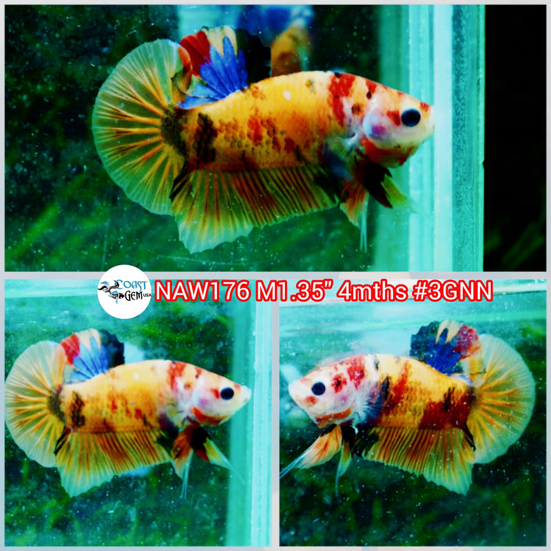H Live Male Betta Nemo Koi Plakat (NAW-176) what you see what you get!