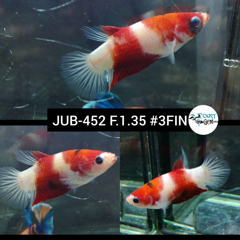 H Live Female Betta Red Koi Marking Plakat (JUB-452) What you see what you get!