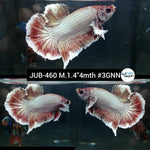 Live Male Betta Fancy Copper Light tone Plakat (JUB-460) What you see what you get!