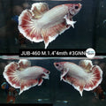 Live Male Betta Fancy Copper Light tone Plakat (JUB-460) What you see what you get!