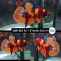 Live Male Betta Orange Original Nemo Plakat (JUB-461) What you see what you get!