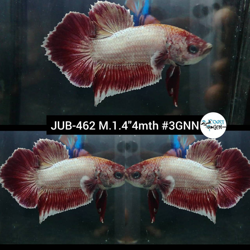 Live Male Betta Fancy Copper Light tone Plakat (JUB-462) What you see what you get!