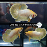 Live Male Betta Fancy Yellow pastel Plakat (JUB-463) What you see what you get!