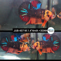 Live Male Betta Black Koi Plakat (JUB-457) What you see what you get!