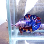Fancy Marble Male Betta Plakat Our Choice (CBM-1116)