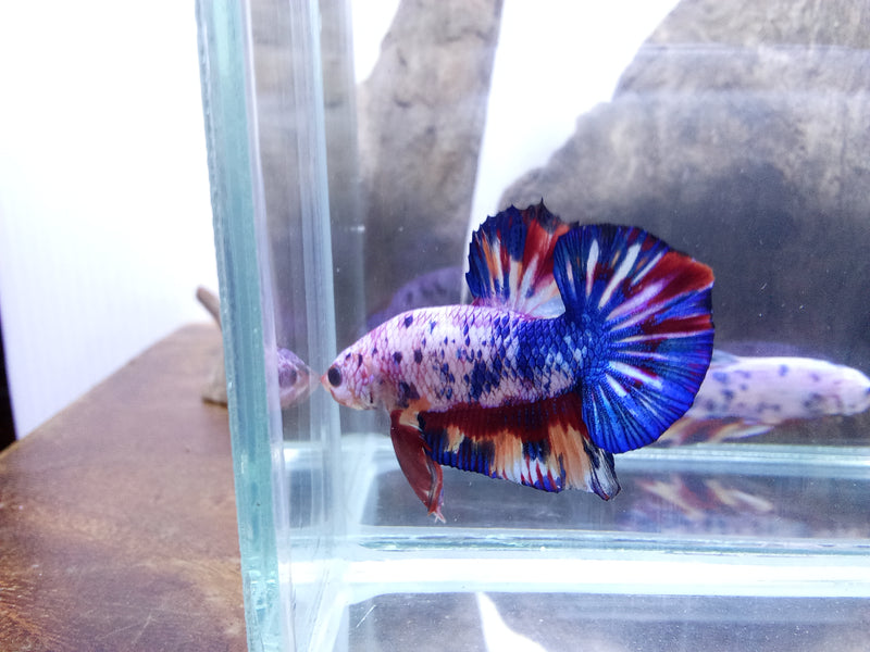 Fancy Marble Male Betta Plakat Giant (CBM-1116) BUY 4 GET 1 FREE! MIX & MATCH