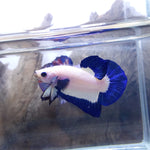 Blue Rim Plakat Male Betta Our Choice (CBM-1044)
