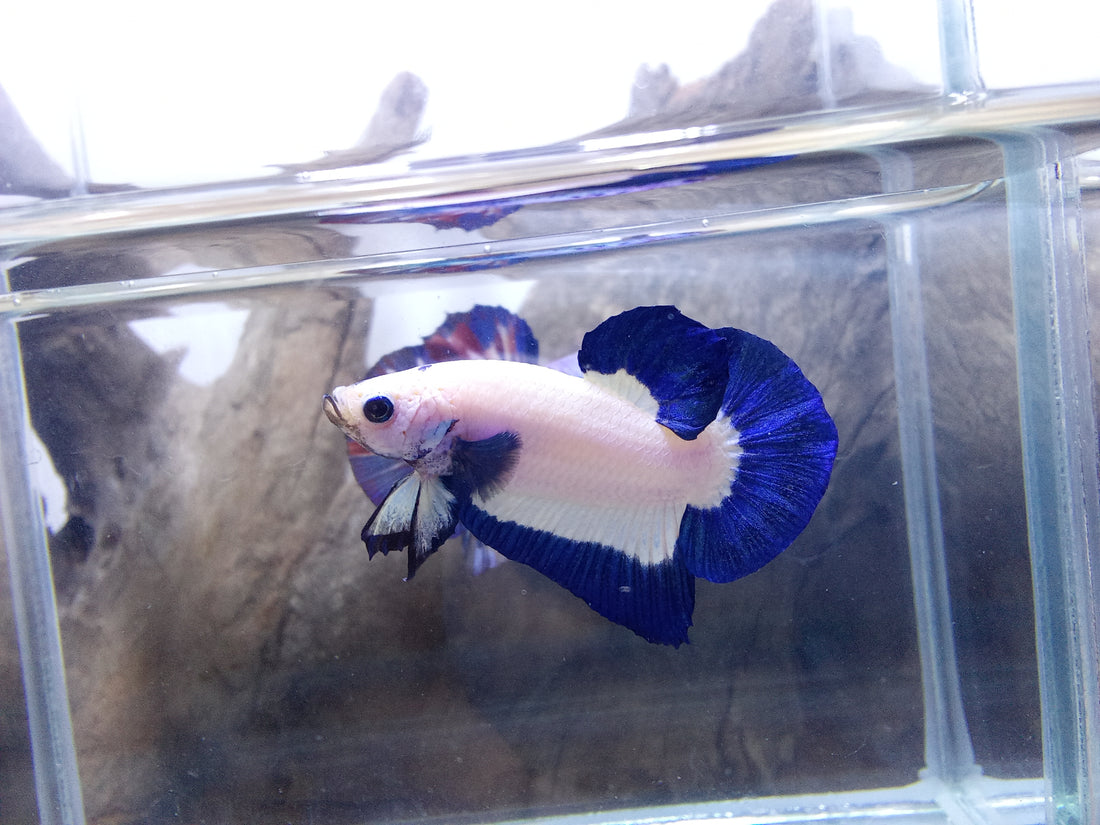 Blue Rim Plakat Male Betta Our Choice (CBM-1044)