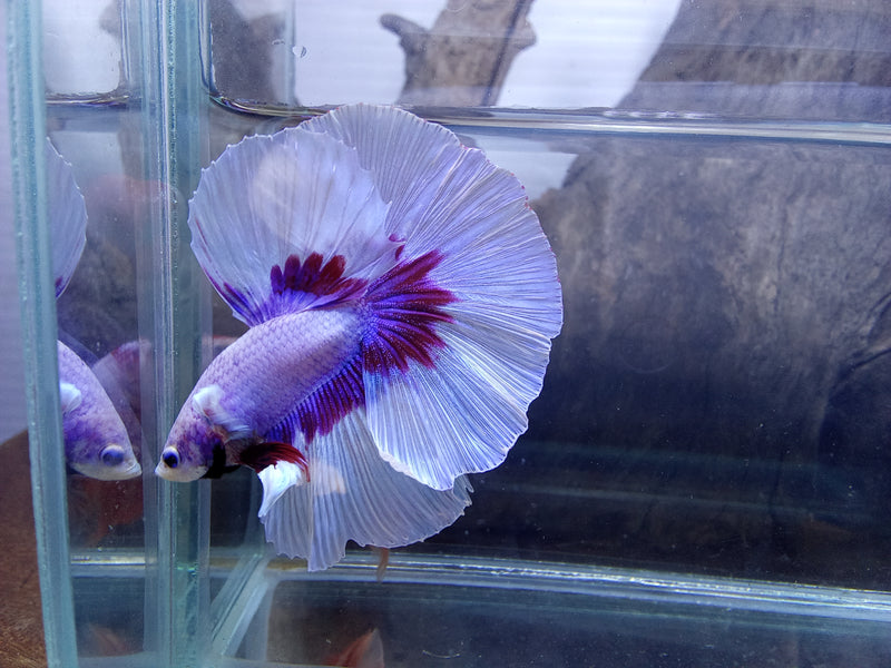 Mix Butterfly Halfmoon Rosetail Male Betta (CBM-1015 GROUP) Our Choice BUY 4 GET 1 FREE MIX & MATCH