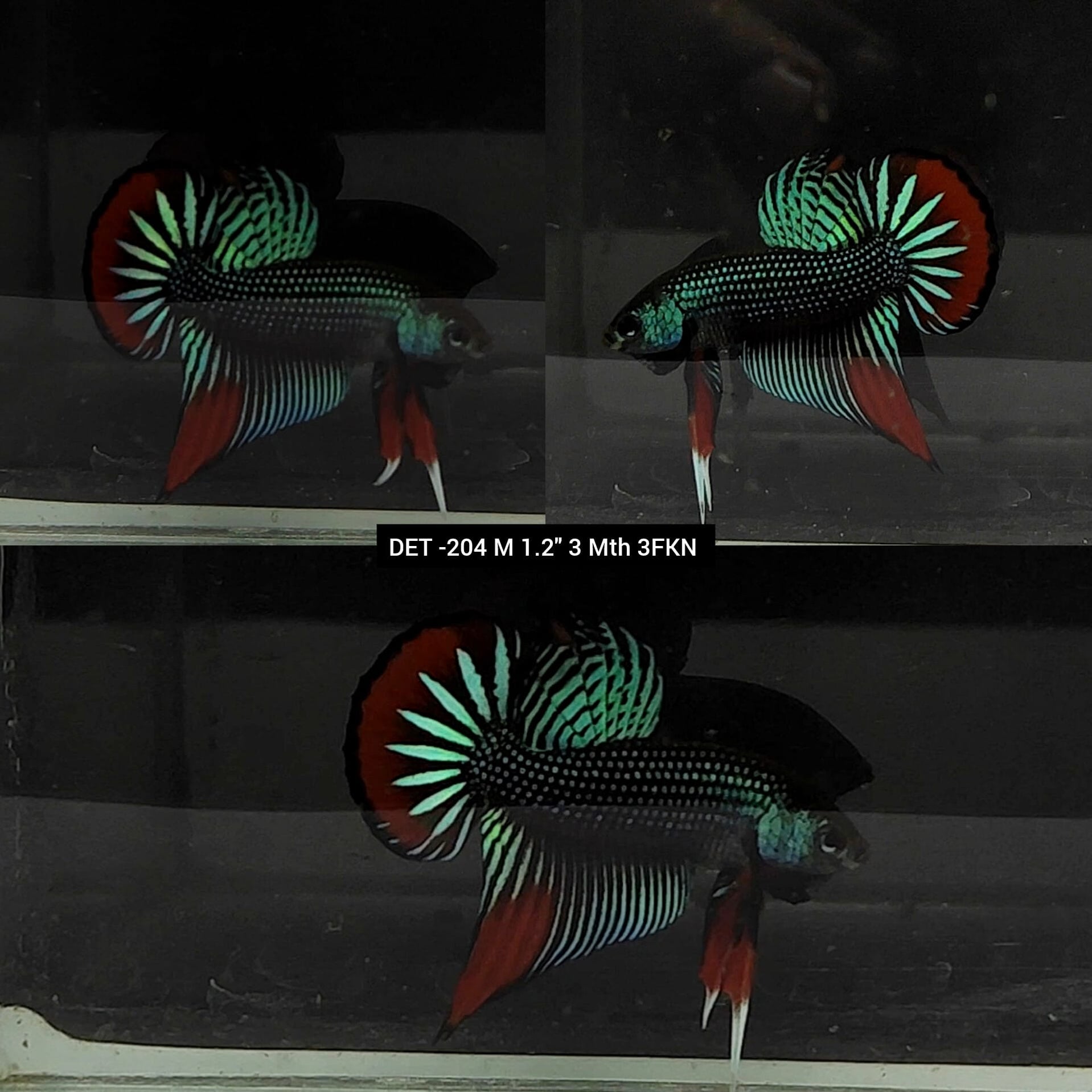 Live Male Betta GreenRed Imbellis wild Plakat (DET204) what you see