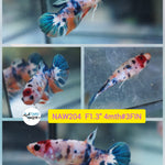 Live Female Betta Fancy Koi Plakat  (NAW-204) What you see what you get!