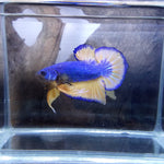 Live Freshwater Betta Male Plakat Premium Quality Multi Color Mustard Mustard Our Choice (CBM-1037)