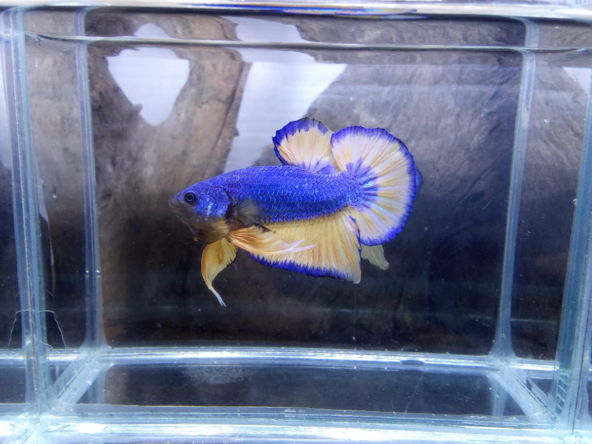 Live Freshwater Betta Male Plakat Premium Quality Multi Color Mustard Mustard Our Choice (CBM-1037)
