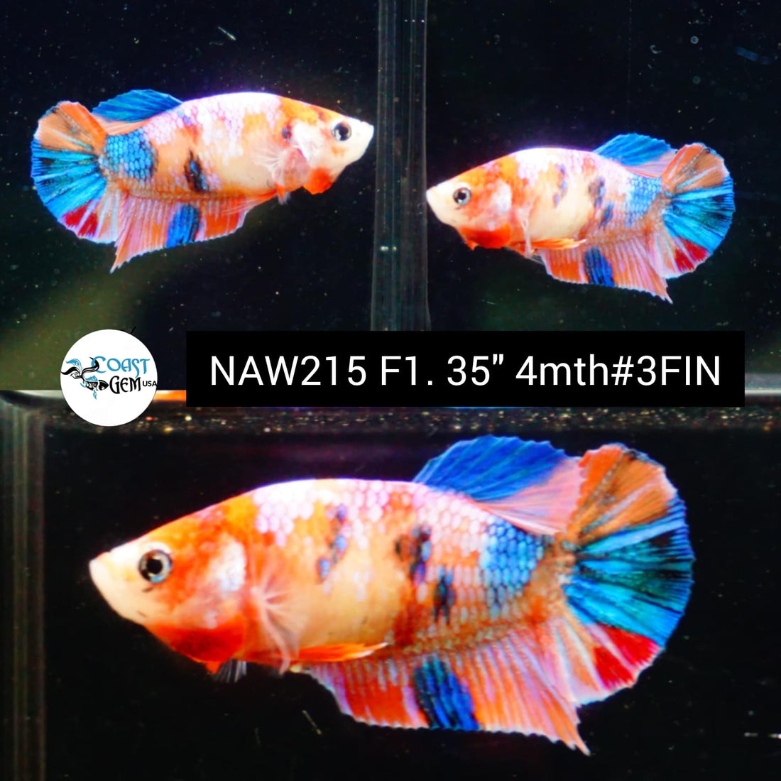 Live Female Betta Orange Candy Plakat (NAW-215) High quality grade What you see what you get!