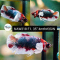 Live Female Betta Fancy Emerald Dumbo Big ear Plakat (NAW-218) High quality grade What you see what you get!