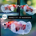 Live Female Betta Candy Dumbo Big ear Plakat (NAW-217) High quality grade What you see what you get!