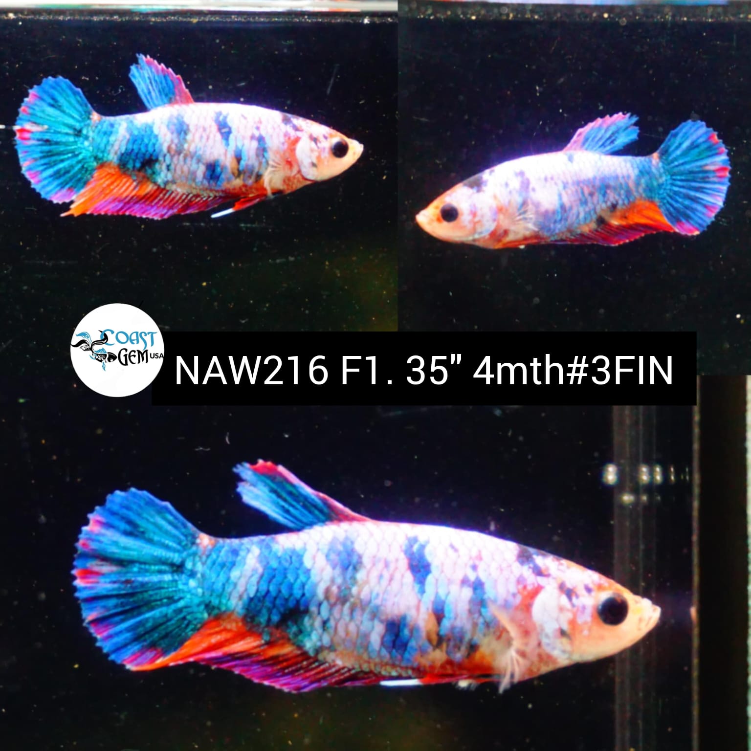Live Female Betta Fancy marble Plakat (NAW-216) High quality grade Wha ...