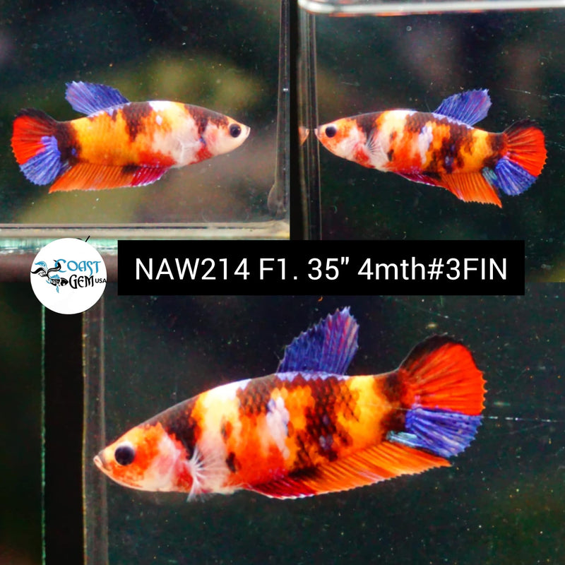 X Live Female Betta Nemo Koi Plakat (NAW-214) High quality grade What you see what you get!