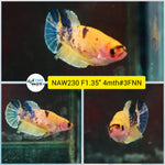 Live Female Betta Fancy Yellow Koi Plakat (NAW-230) What you see what you get!