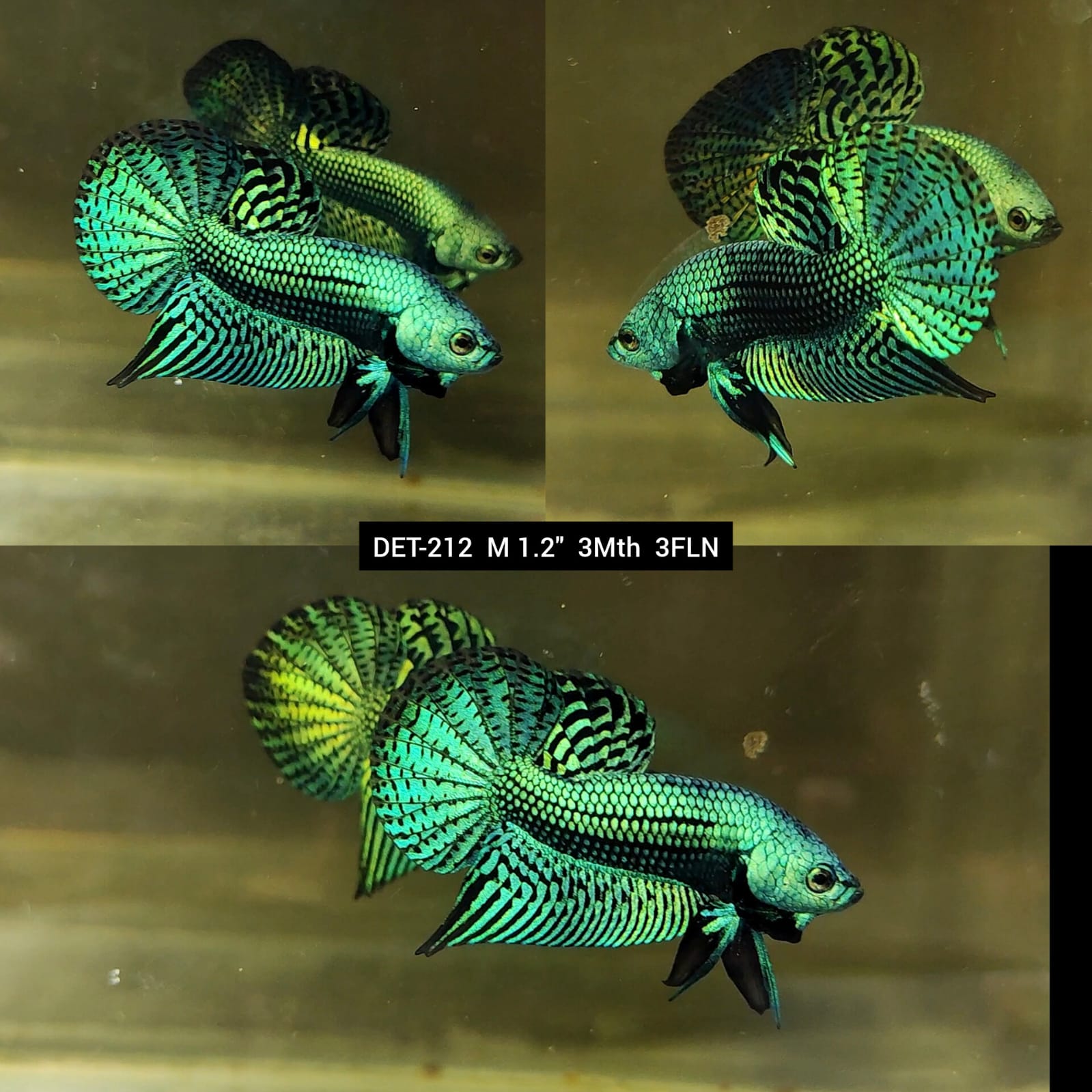 Live Male Betta Green Alien Hybrid Wild Plakat (DET-212) High